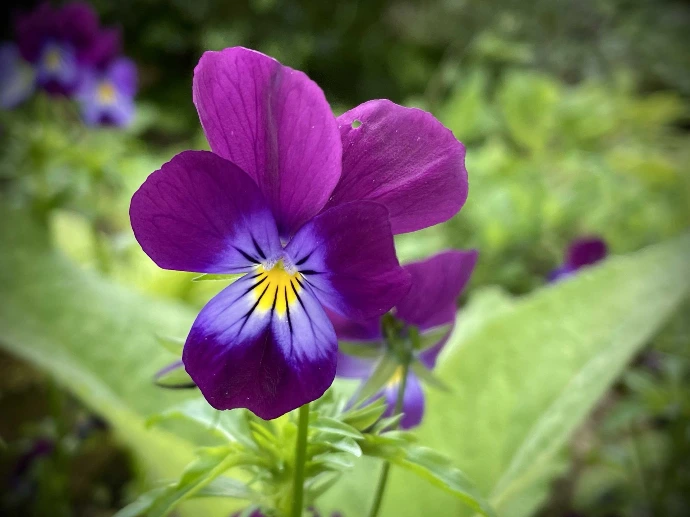 Révéler, se révéler